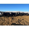 Image 5 : Bircham Ranch - 870# March Delivery Steers - 205 Head (Piapot, SK)