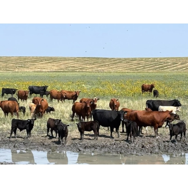 FAB Fabrication - 550# November Delivery Steer Calves - 110 Head (Burdett, AB)