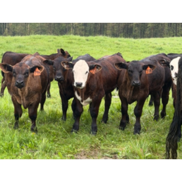Murphy Farming Co. Inc. - 700# November Delivery Steer Calves - 85 Head (Calmar, AB)