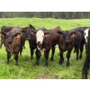 Image 1 : Murphy Farming Co. Inc. - 700# November Delivery Steer Calves - 85 Head (Calmar, AB)