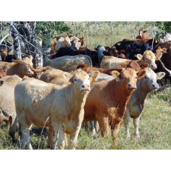 Riverbend Ranch - 960# September Delivery Grass Heifers - 348 Head (Scotfield, AB)