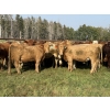 Image 2 : Winchester Cattle Company - 1025# September Delivery Grass Heifers - 38 Head (Leslieville, AB)