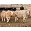 Image 8 : In The Coulee Ranch - 816# February Delivery Steers - 71 Head (Pincher Creek, AB)