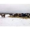 Image 4 : Merrick Campbell Herd Dispersal - 40 6, 7 & 8 Year-Old Bred Cows (Calahoo, AB) VBP+