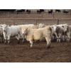 Image 11 : Cluny Colony - 780# October Delivery Weaned Heifers - 70 Head (Cluny, AB)