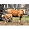 Image 9 : Diamond I Farms - 24 Simm/Angus X Cow/Calf Pairs (Irricana, AB)