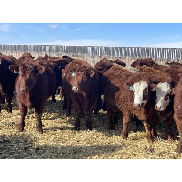Knievel Farms - 825# March Delivery Steers - 70 Head (Trochu, AB)