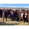 Image 1 : Knievel Farms - 825# March Delivery Steers - 70 Head (Trochu, AB)