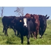 Image 5 : Saddle Ridge Ranching - 970# Sept/Oct Delivery Grass Heifers - 63 Head (Strathmore, AB)