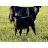 Image 5 : CTE Mueller Farms - 640# October Delivery Steer Calves - 60 Head (Olds, AB)