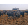 Image 6 : 007 Livestock Feeders - 980# June Delivery Steers - 240 Head (Elgin, MB)