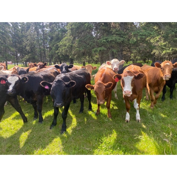 Kelly King - 880# September Delivery Grass Heifers - 140 Head (Cherhill, AB)