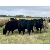 Image 6 : Kings Corner Farms - 840# October Delivery Grass Heifers - 75 Head (Corning, SK)