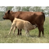 Image 6 : Dick Lawrence - 660# November Delivery Steer Calves - 95 Head (Pine Lake, AB)
