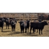 Image 8 : M.S. MacLean Livestock - 17 Black Angus Replacement Heifers (Coaldale, AB)