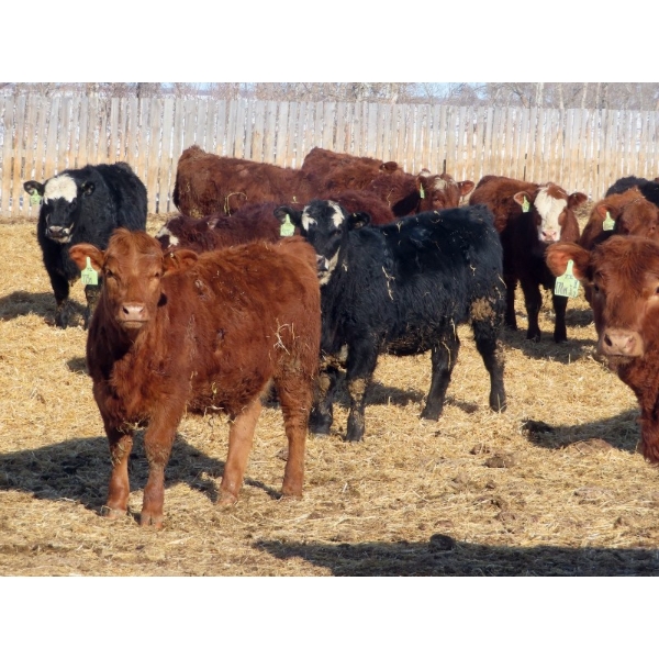 Hebert Livestock Ventures - 725# March Delivery Heifers - 128 Head (Wawota, SK) VBP+