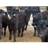 Image 10 : D & N Livestock - 740# March/April Delivery Steers - 160 Head (Peebles, SK) VBP+