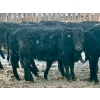 Image 7 : Blue Moon Cattle Co. - 830# March Delivery Weaned Heifers - 65 Head (Irricana, AB)