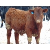 Image 14 : Justin & Kryston Tateson - 900# March Delivery Weaned Steers - 200 Head (Scandia, AB)