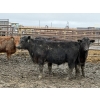 Image 5 : Jason Szymanek - 780# April Delivery Steers - 78 Head (Stauffer, AB)