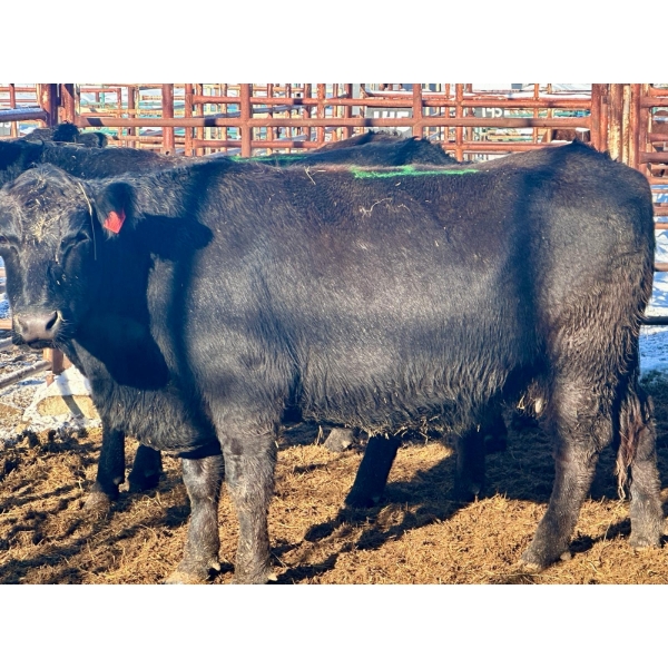 Resch Ranch - 12 Young to Middle-Aged Cows (Pen 521A)