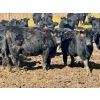 Image 10 : East Hilltop Holdings - 700# April Delivery Steers - 85 Head (Carstairs, AB)