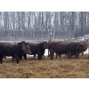Image 2 : Zuchkan Farms Land & Livestock Ltd. - 52 Red/Tan April/May Calving Bred Heifers (Foam Lake, SK)