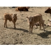 Image 4 : Bar 33 Ranch - 600# October Delivery Heifer Calves - 105 Head (Strathmore, AB)