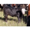 Image 7 : Sheldon Orban - 530# October Delivery Heifer Calves - 60 Head (Cupar, SK)