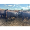 Image 9 : Chipping Hill Cattle Co. - 785# August Delivery Steers - 77 Head (MacGregor, MB)
