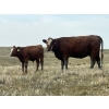 Image 5 : Rocky Miller - 440# October Delivery Steer Calves - 50 Head (Chinook, AB)