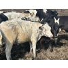 Image 10 : Wavy Lake Farming Co. - 635# Holstein Steers - 15 Head (Heisler, AB)