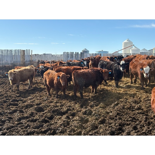 Carl Chomistek - 950# March Delivery Steers - 240 Head (Rolling Hills, AB)