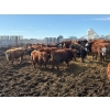 Image 1 : Carl Chomistek - 950# March Delivery Steers - 240 Head (Rolling Hills, AB)