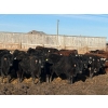 Image 1 : South Island Farms - 820# April Delivery Steers - 240 Head (Bow Island, AB)