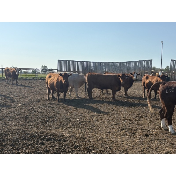 Cunningham Cattle Co. - 1550# August Delivery Grain Fed Cows - 55 Head (Sundre, AB)