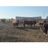Image 1 : Cunningham Cattle Co. - 1550# August Delivery Grain Fed Cows - 55 Head (Sundre, AB)