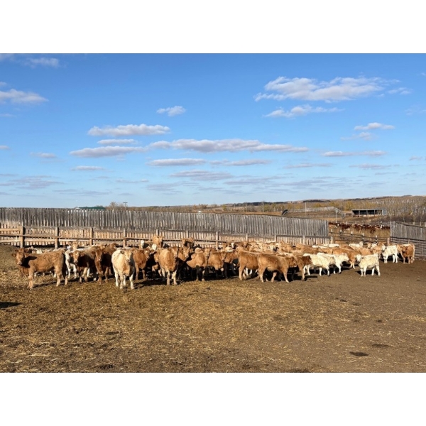 Reilly Lake Ranching - 900# March Delivery Weaned Heifers - 140 Head (Lloydminster, AB)