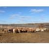 Image 1 : Reilly Lake Ranching - 900# March Delivery Weaned Heifers - 140 Head (Lloydminster, AB)