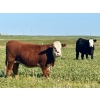 Image 5 : Graydon Garner - 950# September Delivery Grass Heifers - 35 Head (Strathmore, AB)