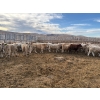 Image 7 : Lowe Ranches - 688# March Delivery Steers - 54 Head (Nanton, AB)