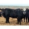 Image 8 : Habraken Farms Ltd. - 825# March Delivery Heifers - 76 Head (Scandia, AB)