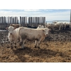 Image 16 : Greg Trewin - 950# March/April Delivery Steers - 126 Head (Coulter, MB)