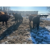 Image 4 : Chris Bartel - 890# March Delivery Steers - 68 Head (Fort Vermilion, AB)