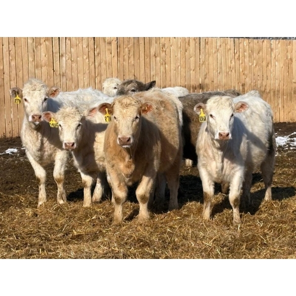 Winn Man Farms - 715# March/April Delivery Heifers - 82 Head (Winnipegosis, MB)