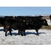 Image 3 : Cunningham Cattle Co. - 28 Straight Black Angus X Bred Heifers (Sundre, AB)