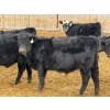 Image 10 : Leon Torkelson - 700# February Delivery Steers - 75 Head (Millicent, AB)