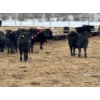 Image 2 : JDC AG - 850# August Delivery Heifers - 140 Head (Yorkton, SK)