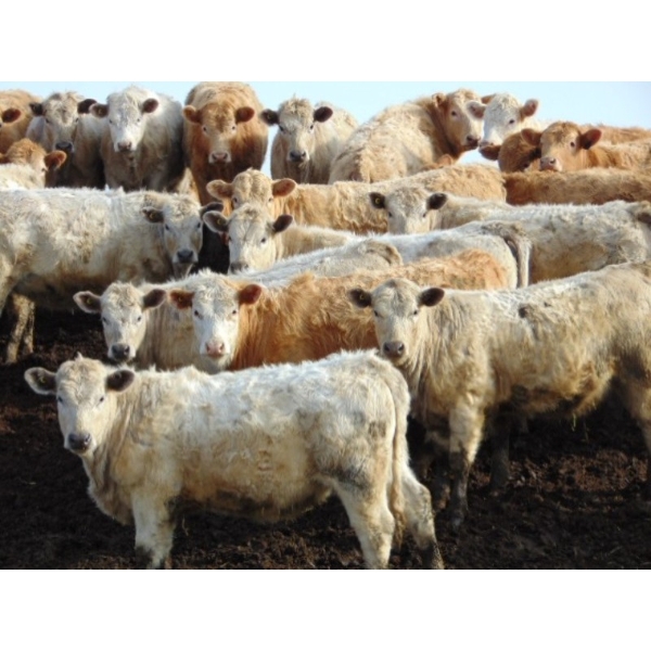 Merlin Torkelson - 700# March Delivery Heifers - 112 Head (Duchess, AB)