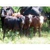 Image 3 : Calvin Rydzik - 525# November Delivery Steer Calves - 100 Head (Glenavon, SK)